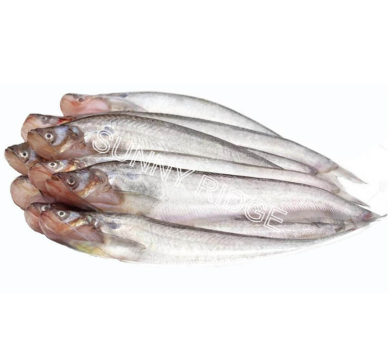 Frozen Pabda - BD Foods