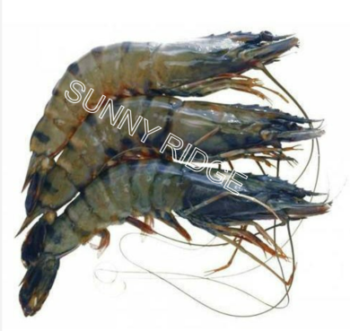 Green Tiger Prawn large $37.90/kg