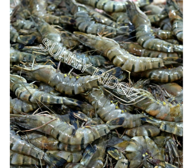 Green Tiger Prawn medium $31.90/kg