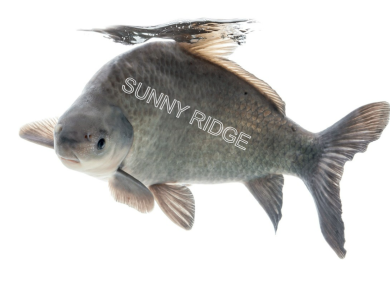 Fresh Quality Buffalo Fish