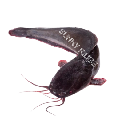 Fresh fish catfish