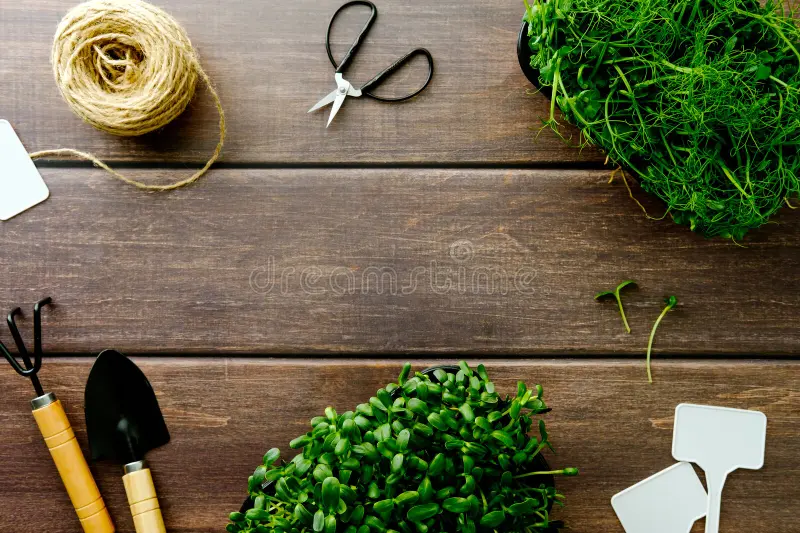 Lifestyle  & Tools