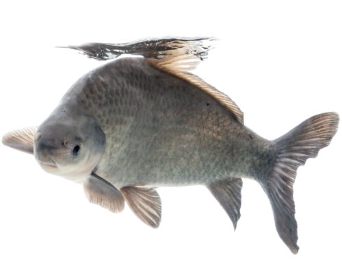Buffalo Fish