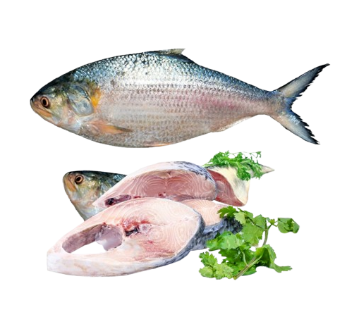 Hilsa