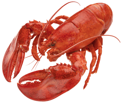 Lobster
